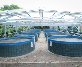 Pemeliharaan kolam ikan nila air tawar