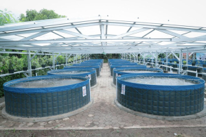 Pemeliharaan kolam ikan nila air tawar