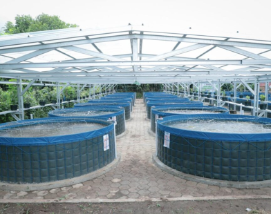 Pemeliharaan kolam ikan nila air tawar