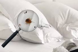 7 Hal Mengejutkan yang Mungkin Sedang Bersembunyi di Tempat Tidur Anda